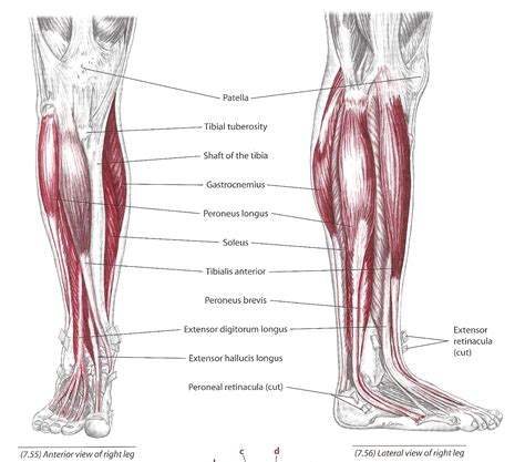 Keeping in Touch: Pathology and Massage: Anterior Shin Splints