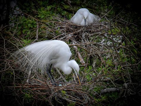 Great Egret Nesting Photograph by Tracy Martin | Fine Art America