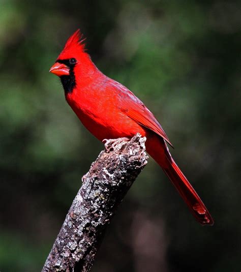 Cardinal Bird Wallpapers - Wallpaper Cave