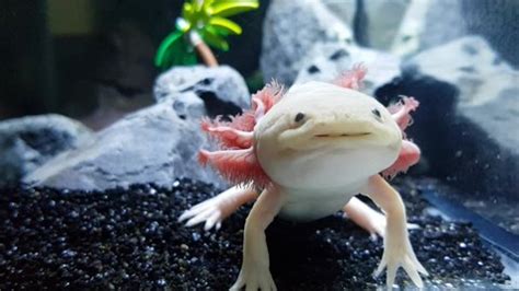 Axolotl Video Eating Swimming Oxygen: stockbeeldmateriaal en -video's ...