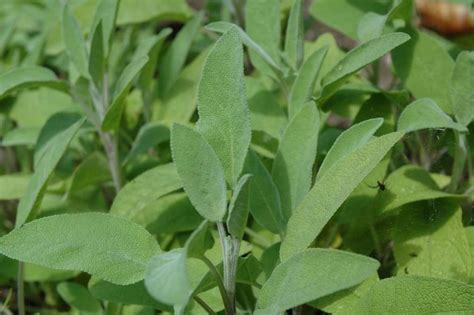 Growing Organic Sage - In Containers, And Pots | Gardening Tips