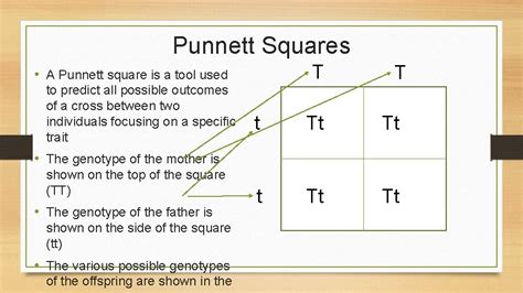 Chapter 10 Section 2 Mendelian Genetics Main Idea