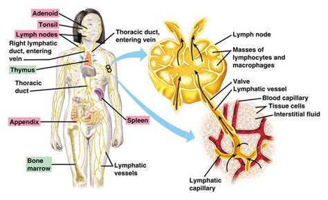 How To Drain And Cleanse The Lymphatic System Naturally