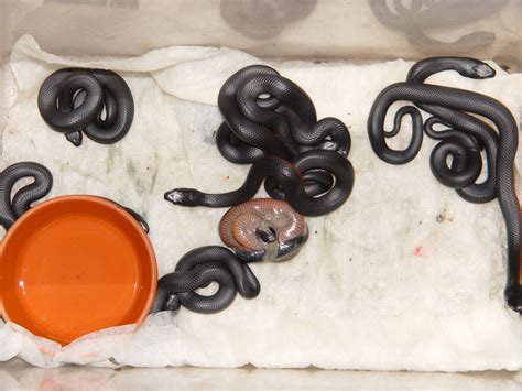 Newly Hatch Baby Red Bellied Black Snakes. Note one is still in its ...