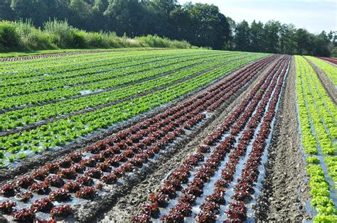 Crop production - Organic Farm Knowledge