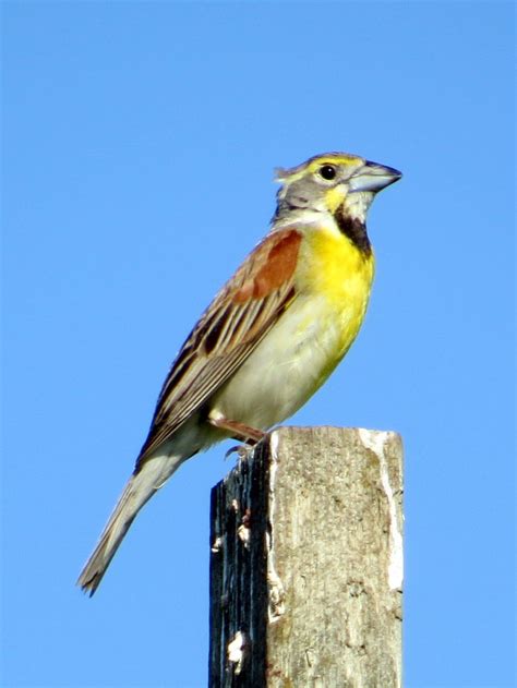 Penelopedia: Nature and Garden in Southern Minnesota: The Delight of ...