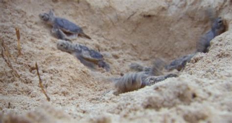 Baby Turtles GIF - Baby Turtles OffToTheSea - Discover & Share GIFs