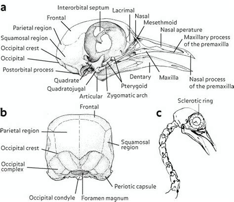 Aves- reptilian condyle | Bird drawings, I like birds, Bird