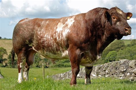 Shorthorn - BullBank, Doolin, Clare, Ireland