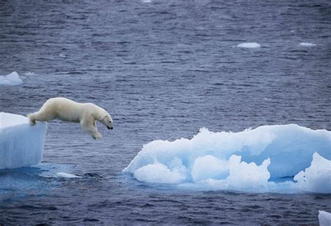 Polar bear jumping between ice caps | Polar bear, Polar bear wallpaper ...