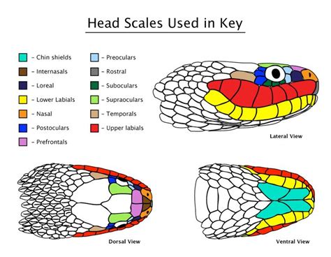 Snake drawing, Snake scales, Snake tattoo design