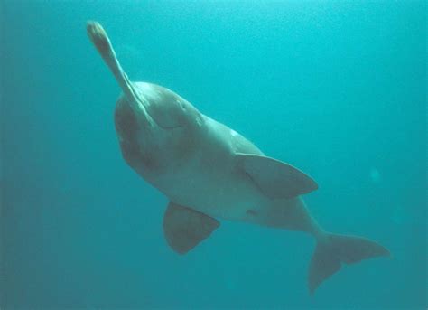 Why Ganges River Dolphins Are Endangered and What We Can Do