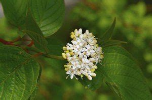 Red-Osier Dogwood - Sierra Club BC