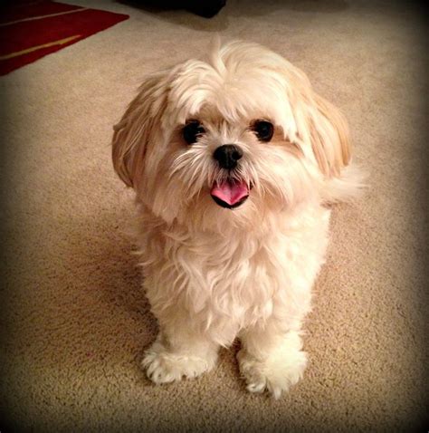 34 best images about shih tzu maltese on Pinterest | Puppys, Sweet ...