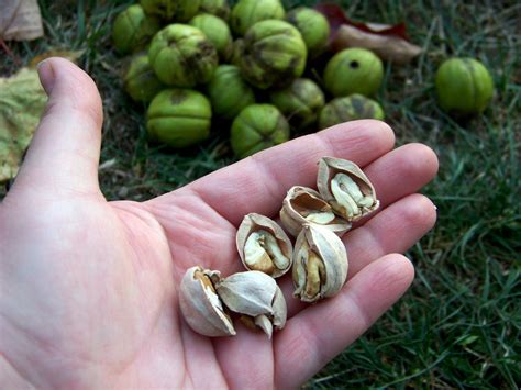 Iron Oak Farm: Delicious Hickory Nuts