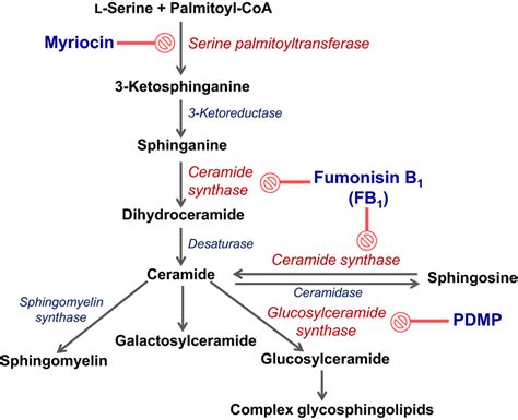 Sphingomyelin Synthesis