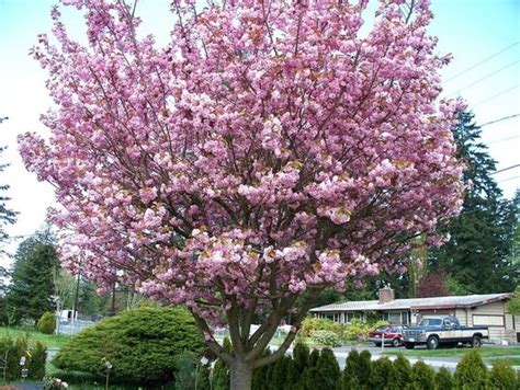 Japanese Flowering Cherry Tree Seeds Prunus serrulata 25