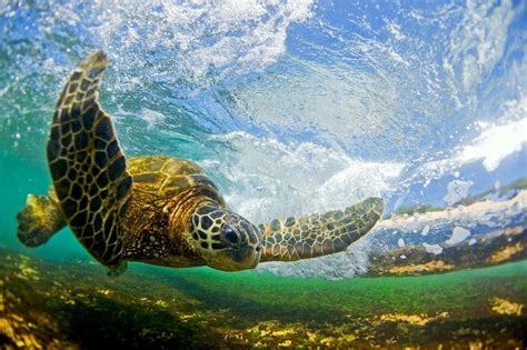 Papel de parede : Animais, embaixo da agua, Recife de corais, réptil ...