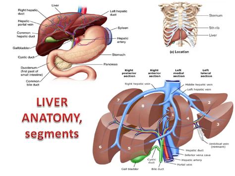 Liver Anatomy Segments