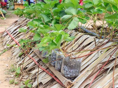 Strawberry Propagation With Strawberry Plant Runners