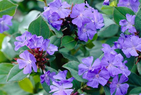 Ceratostigma plumbaginoides | Stonehouse Nursery