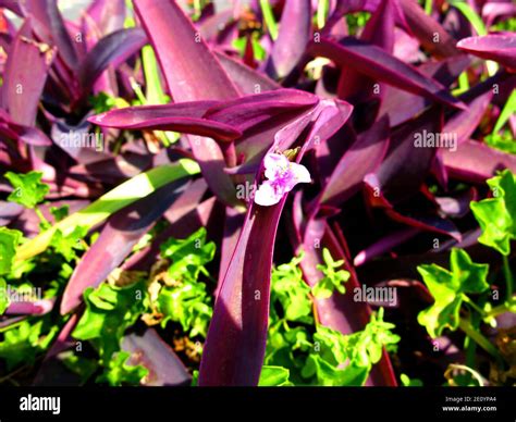 The garden in the royal palace, Rabat, Morocco Stock Photo - Alamy