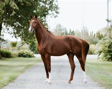 Hanoverian Horses Unveiled: Everything You Need to Know - Seriously ...