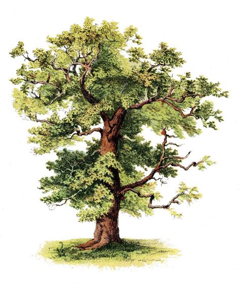 Vintage Tree Drawing. Oak | Mundo | Pinterest | Gardens, Beautiful and ...