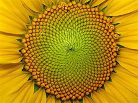 7 Beautiful Examples Of The Fibonacci Sequence In Nature