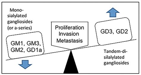 Disialylated gangliosides enhance malignant properties, and ...