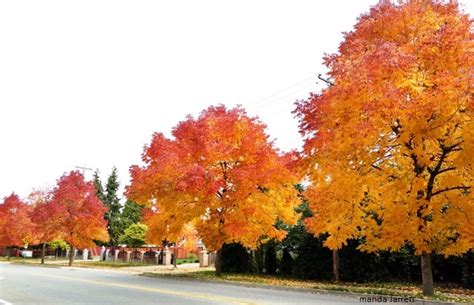 Ash (Fraxinus) Trees - THE GARDEN WEBSITE.COM