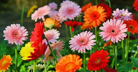 Gerbera Flower Meaning In English | Best Flower Site