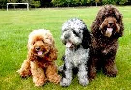 Cockapoo Size Guide: Toy, Mini, Medium, or Standard!