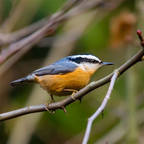 Red Breasted Nuthatch | Coniferous Forest