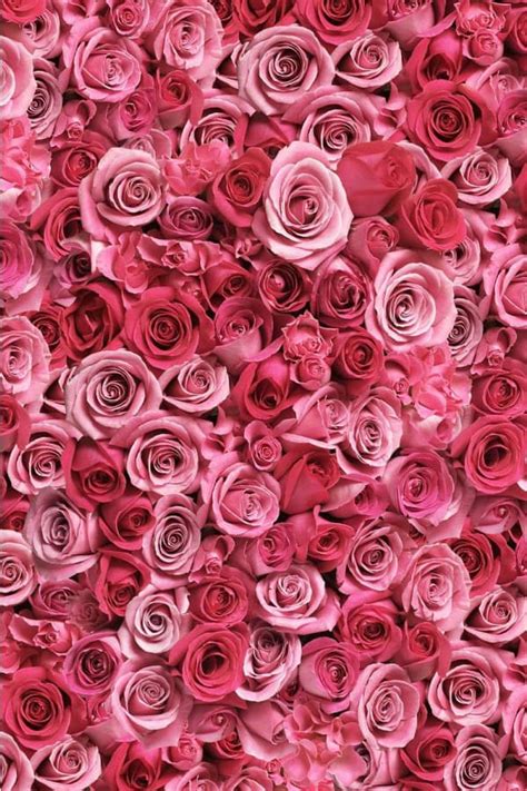 Bunch Of Pink Roses Wallpaper