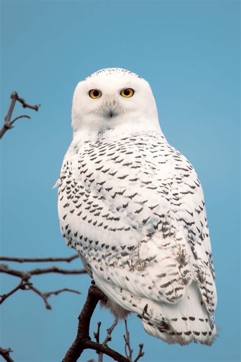 Snowy Owls - Maine - Down East Magazine