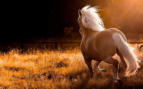 Wild Horses Wallpapers - Top Những Hình Ảnh Đẹp