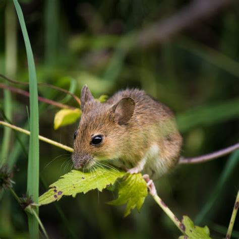 How a Mouse's Teeth Makes Them a Destructive Pest · ExtermPRO