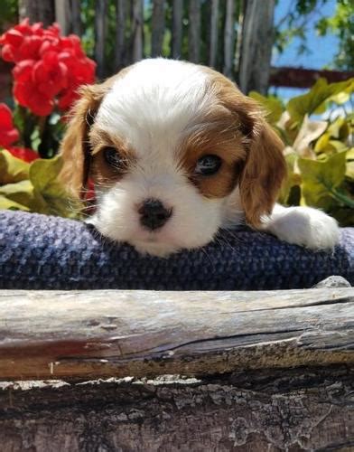 Cavalier King Charles Spaniel Puppy for Sale - Adoption, Rescue for ...