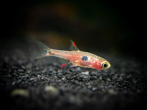 Strawberry Rasbora (Boraras naevus) | Aquatic arts, Floating plants ...