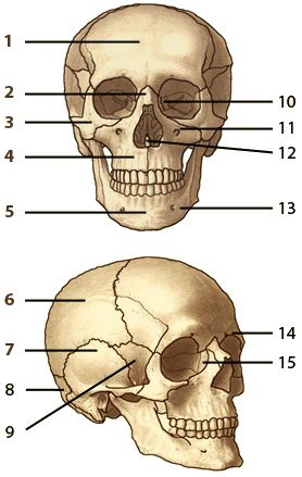 Free Anatomy Quiz - The Human Skull, Quiz 1