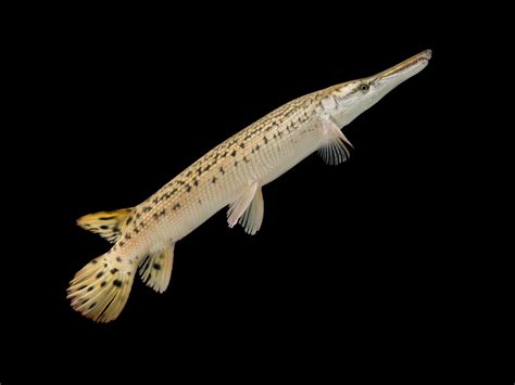 Alligator Gar Description, Habitat, Image, Diet, And Interesting Facts ...