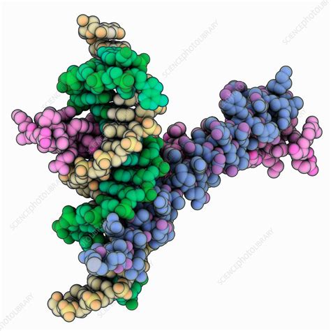 GCN4 leucine zipper complexed with DNA - Stock Image - C035/8235 ...