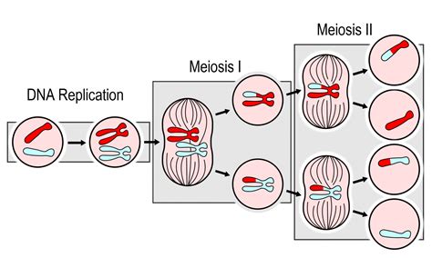 5.12 Sexual Reproduction, Meiosis, and Gametogenesis – Human Biology