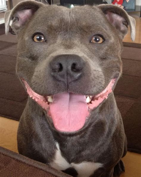 American pitbull terrier blue eyes - jawerny