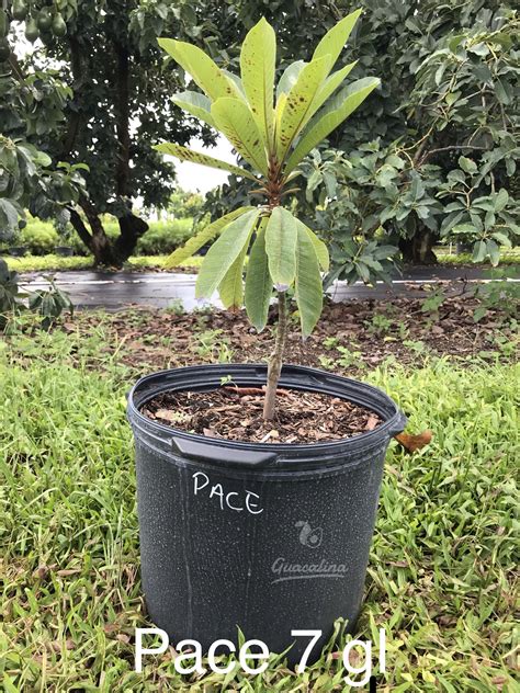 Pace Mamey Sapote — Guacalina Nursery & Broker