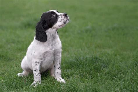 English Setter Puppies