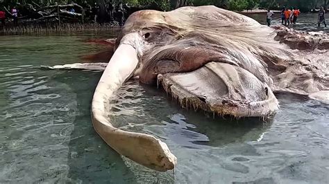 Bizarre Rotting 'Sea Monster' Identified as Stinky Whale | Live Science