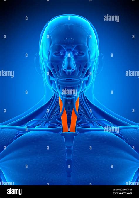 Illustration of the sternothyroid muscle Stock Photo - Alamy