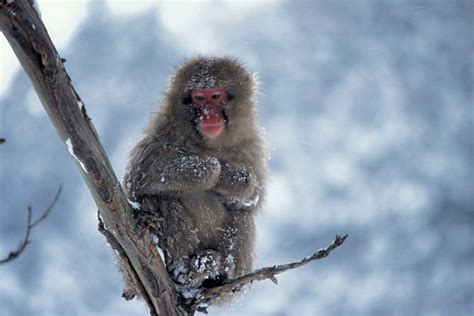 Japanese macaque | primate | Britannica